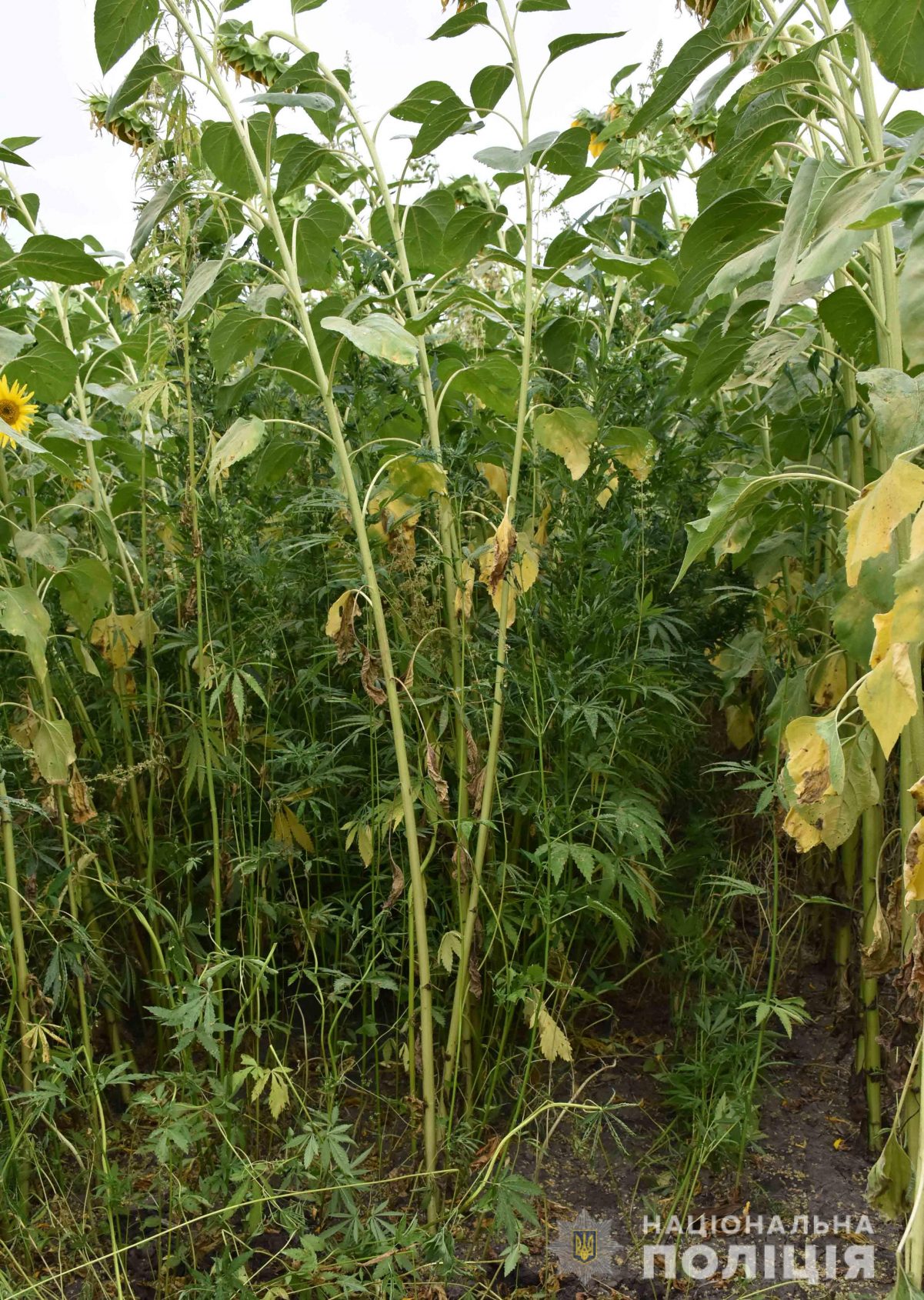 На Кіровоградщині ліквідували 3 гектара конопель, &#8220;замаскованих&#8221; під соняшникове поле. ФОТО. ВІДЕО