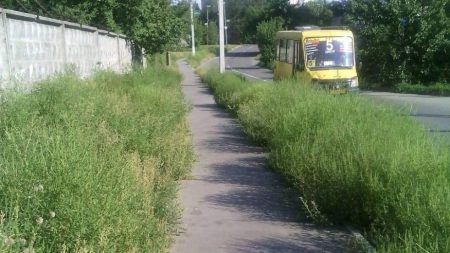 Кропивницьким комунальникам бракує косарок для боротьби з амброзією