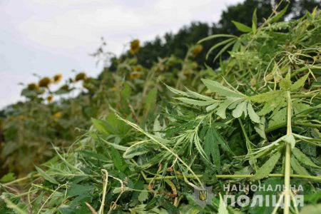 На Кіровоградщині ліквідували 3 гектара конопель, “замаскованих” під соняшникове поле. ФОТО. ВІДЕО