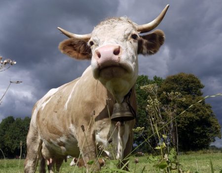 У селі на Кіровоградщині через сказ корови щеплюють домашніх тварин