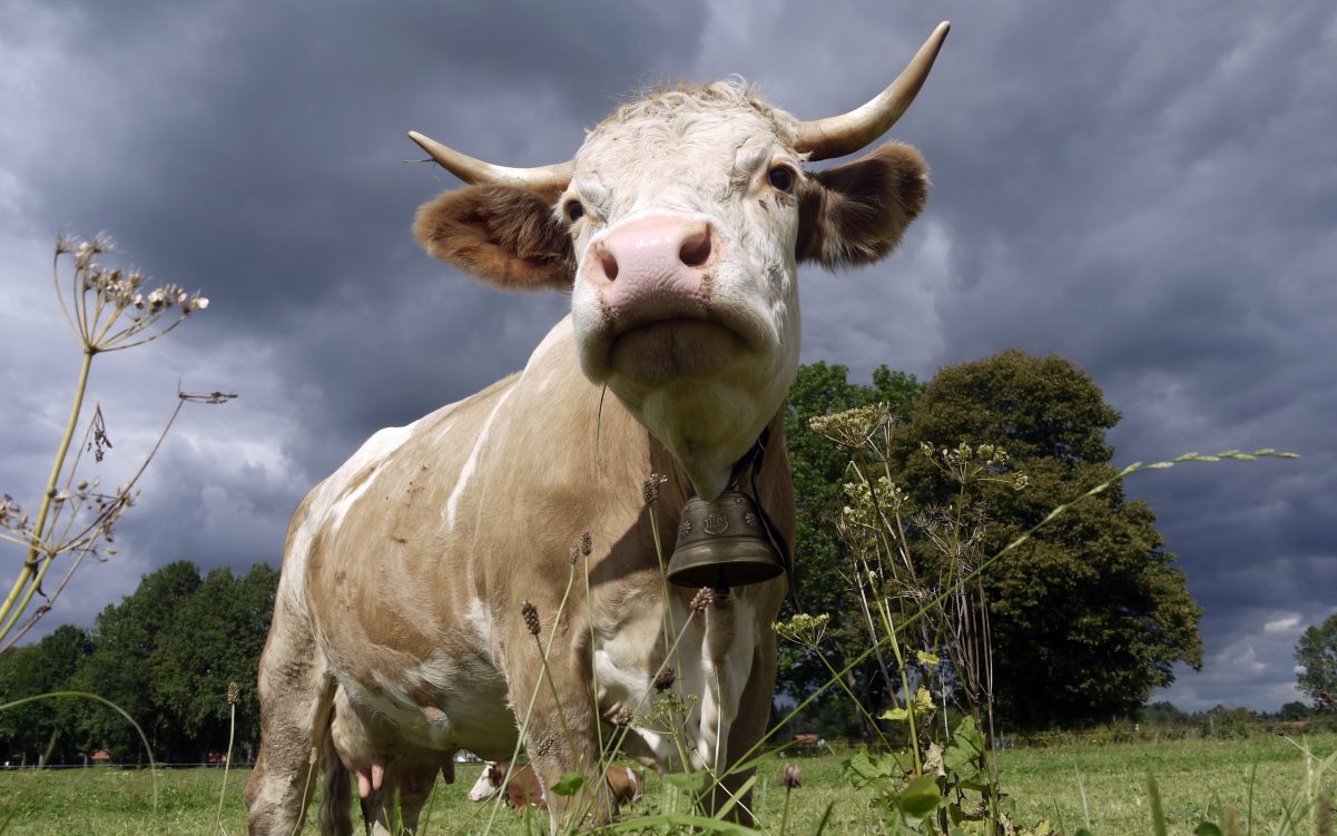 У селі на Кіровоградщині через сказ корови щеплюють домашніх тварин