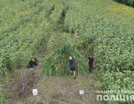 Поліція завершила операцію “Мак” на Кіровоградщині