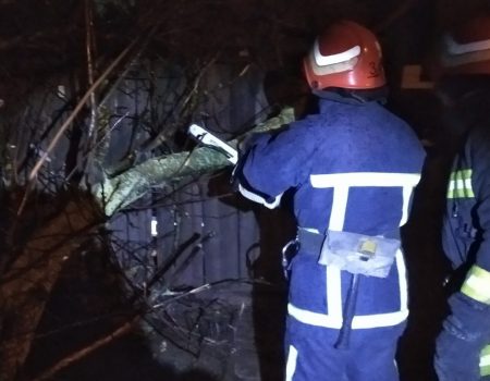 У Кропивницькому дерево впало на проїжджу частину