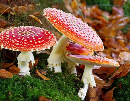 Від початку року шестеро жителів Кіровоградщини отруїлися дикорослими грибами