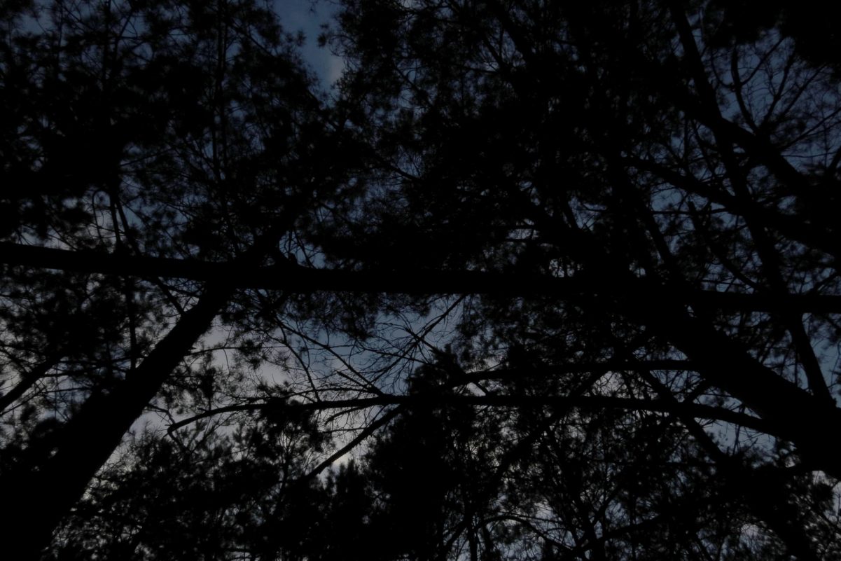 80-річного грибника дивом розшукали у вечірній час в лісі на Кіровоградщині