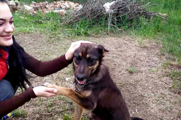 У Бобринці 2 жінки опікуюються сотнею бездомних тварин, 40 з яких підкинули за літо