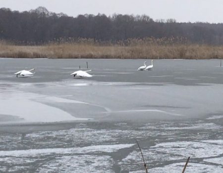 Як допомагати не шкодячи лебедям і качкам, які зимують на Кіровоградщині