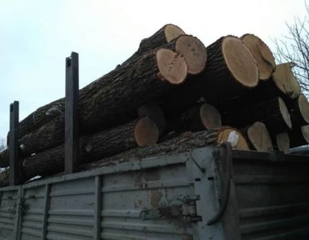 З Голованівського лісництва на Кіровоградщині незаконно вивозили деревину