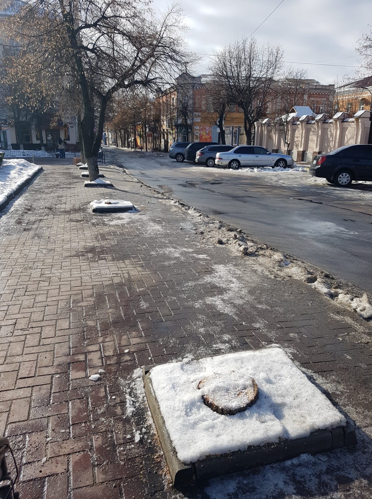Міський голова Кропивницького доручив комунальникам знести аварійні дерева