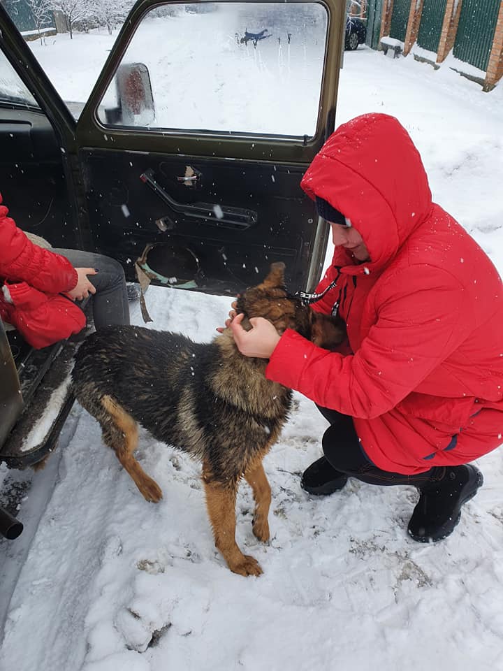 У центрі Кропивницького перехожий врятував собаку, що провалилася під лід. ФОТО. ВІДЕО