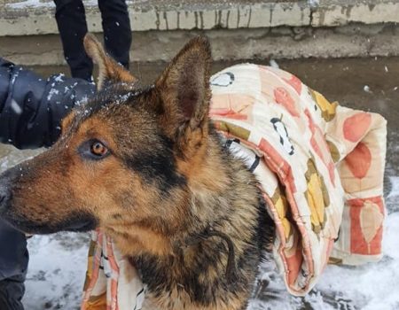 У центрі Кропивницького перехожий врятував собаку, що провалилася під лід. ФОТО. ВІДЕО
