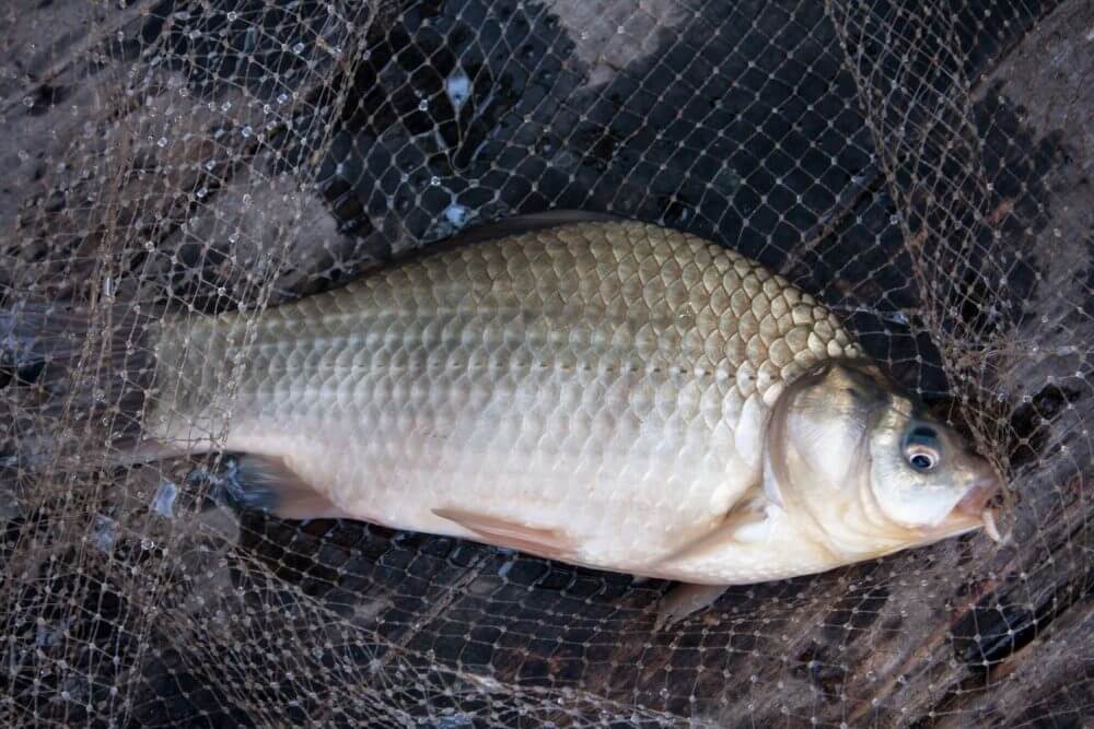 На Кіровоградщині спіймали браконьєрів, які наловили риби на мільйон гривень