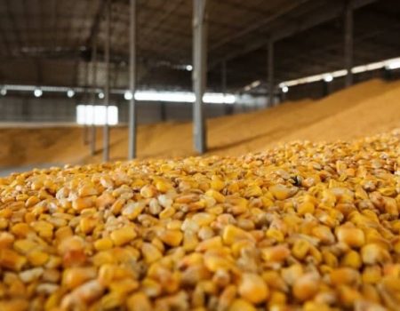 На Кіровоградщині судитимуть завскладом за розтрату зерна на 6,6 мільйона