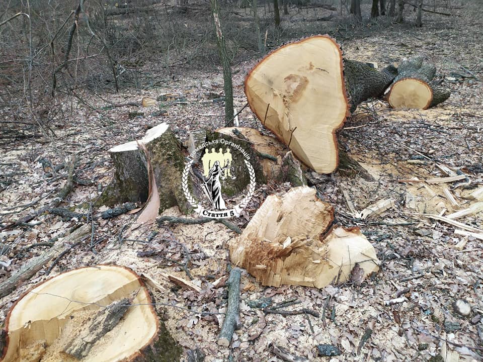 На Кіровоградщині активісти завадили вирубці 225 дубів