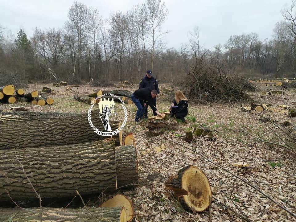 На Кіровоградщині активісти завадили вирубці 225 дубів
