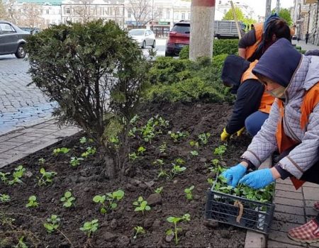 У Кропивницькому висадили більше 2 тисяч квітів