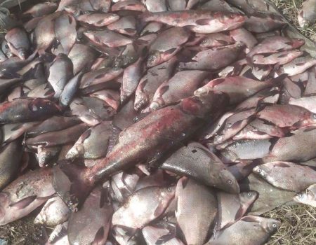 На Кіровоградщині поліцейські викрили місцевих жителів у незаконному вилові риби