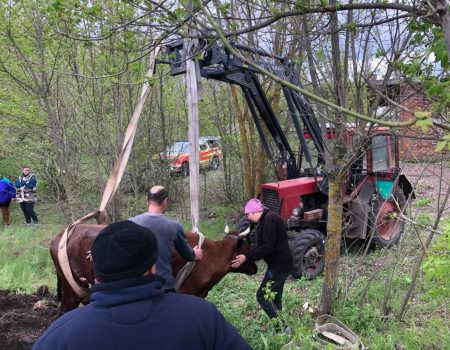 На Кіровогращині в каналізаційну яму впала корова. ФОТО