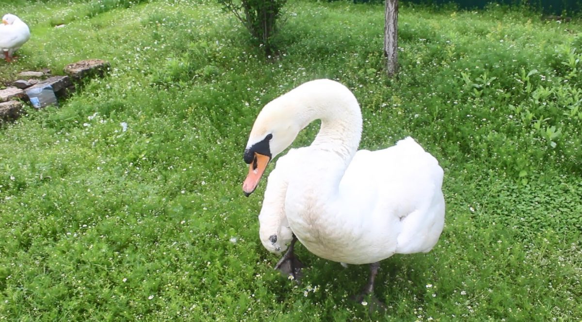 Жителька Кіровоградщини врятувала травмованого лебедя і «одружила» з гускою. ФОТО
