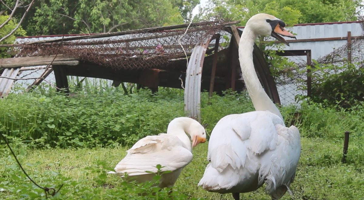 Жителька Кіровоградщини врятувала травмованого лебедя і «одружила» з гускою. ФОТО