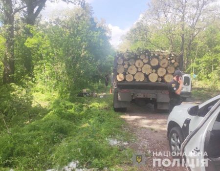В Олександрійському районі чоловік спиляв у лісосмузі більше сотні дерев