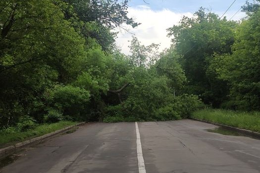 У різних мікрорайонах Кропивницького вчора впало 5 дерев, в тому числі на дорогу
