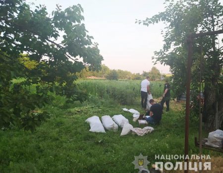 На Кіровоградщині поліцейські знищили плантацію маку і конопель. ФОТО