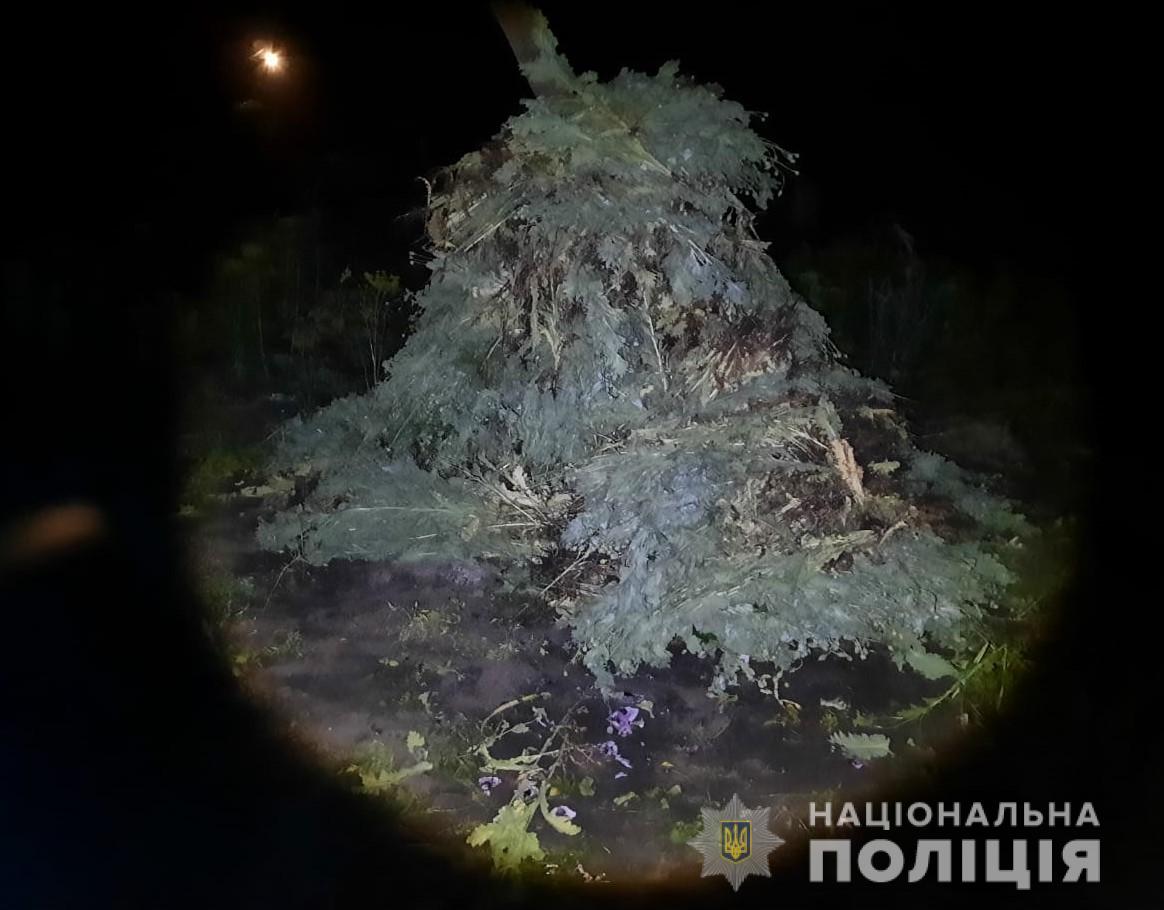На Кіровоградщині поліцейські знищили плантацію маку і конопель. ФОТО