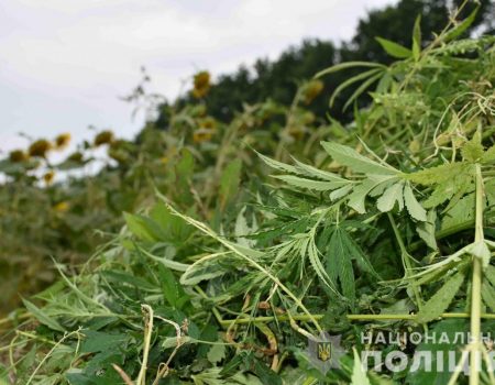 На Кіровоградщині поліцейські виявили плантацію конопель. ФОТО