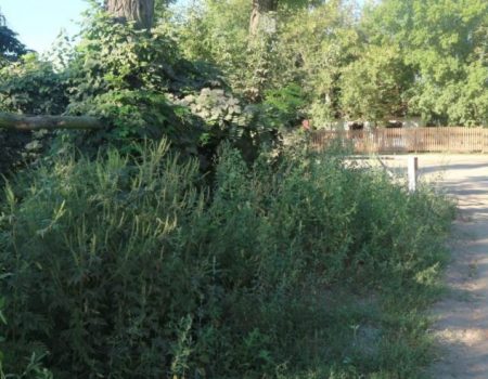Порушників правил благоустрою Кропивницького вказуватимуть на сайті міської ради