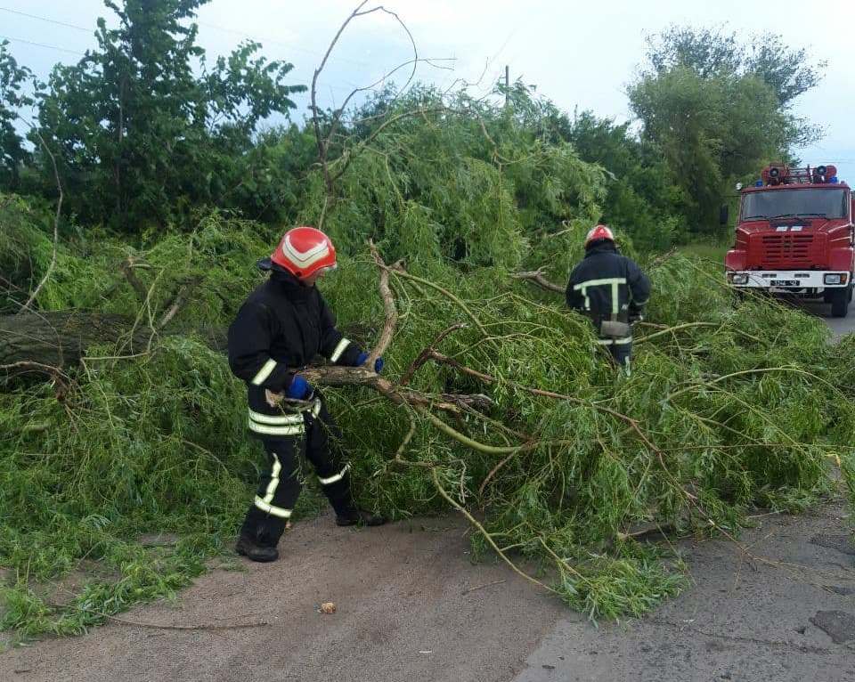 На Кіровоградщині буревій повиривав дерева з корінням. ФОТО