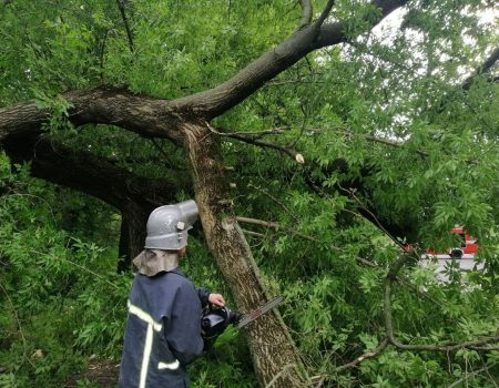 У різних мікрорайонах Кропивницького вчора впало 5 дерев, в тому числі на дорогу