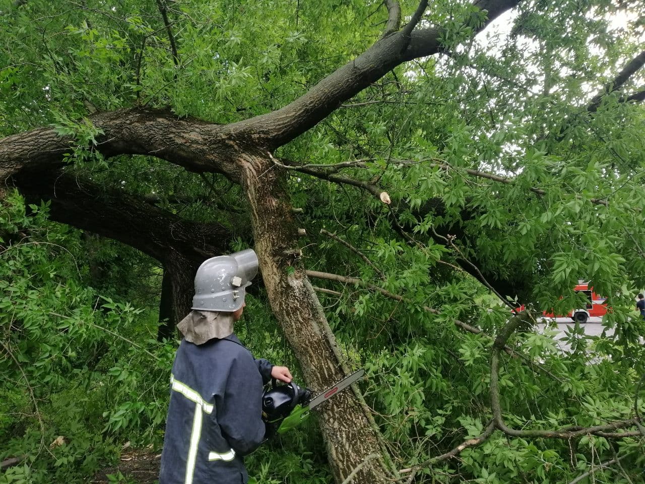 У різних мікрорайонах Кропивницького вчора впало 5 дерев, в тому числі на дорогу