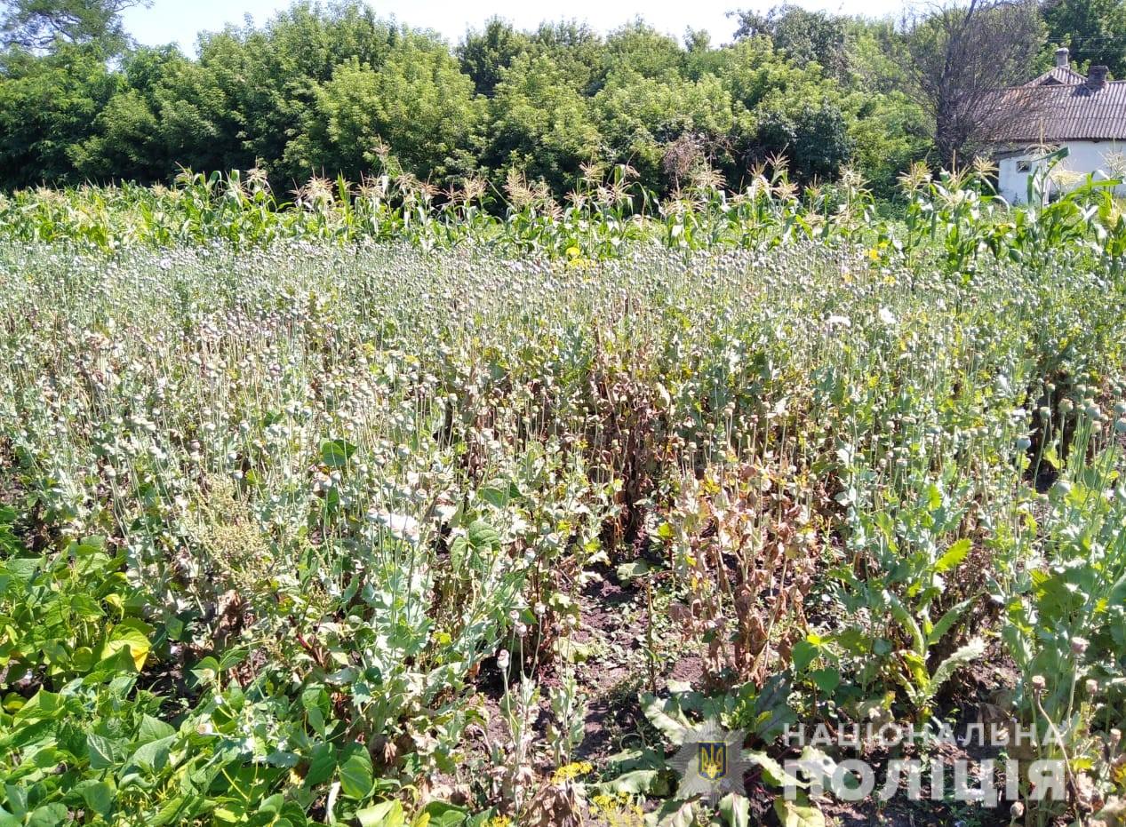 Житель Новоукраїнського району вирощував більше тисячі кущів снодійного маку