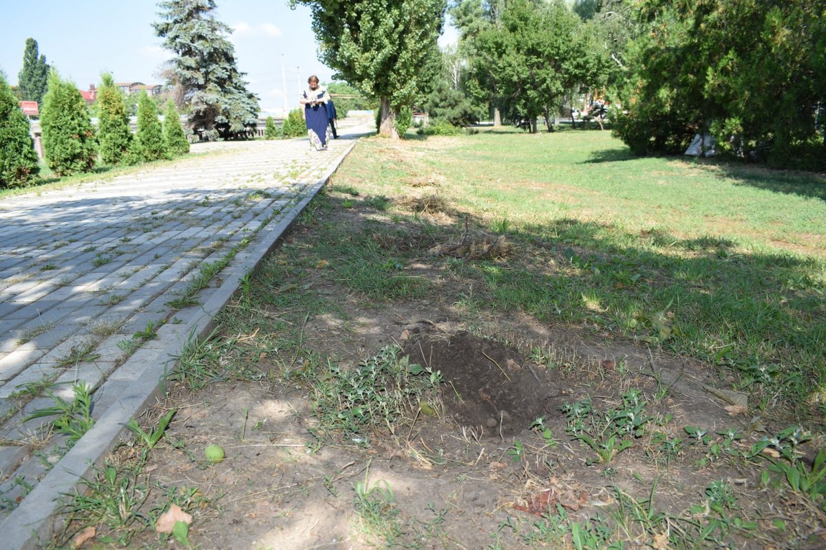 На набережній Кропивницького вандали вирвали 15 туй. ФОТО