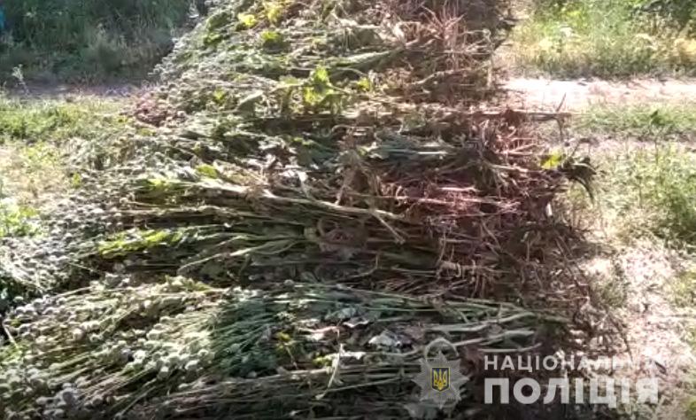 Житель Новоукраїнського району вирощував більше тисячі кущів снодійного маку