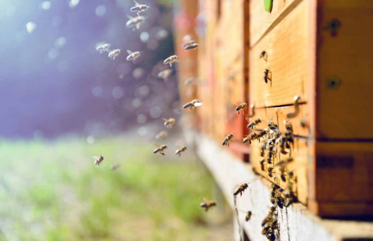 Кіровоградщина готується до масштабного фестивалю бджолярів &#8220;KropHoney Fest&#8221;