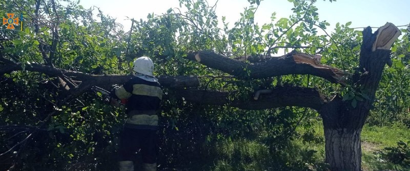 За добу в Кропивницькому прибрали 6 повалених та пошкоджених дерев