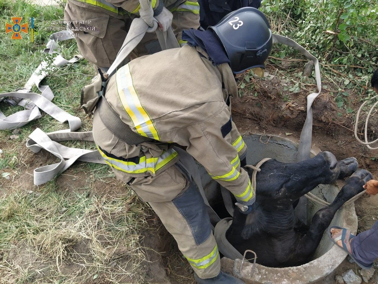 На Кіровоградщині корова провалилася в каналізаційний люк на території шахти