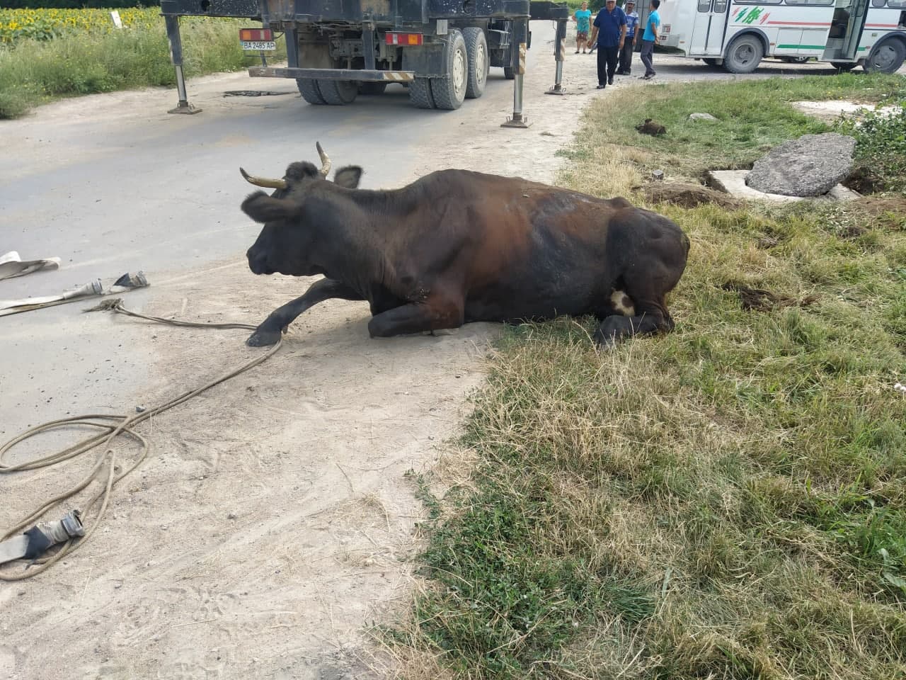 На Кіровоградщині корова провалилася в каналізаційний люк на території шахти