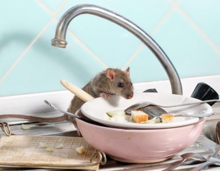 Отрута для мишей та їхні екскременти на кухні: у Кропивницькому районі зупинили роботу шкільної їдальні