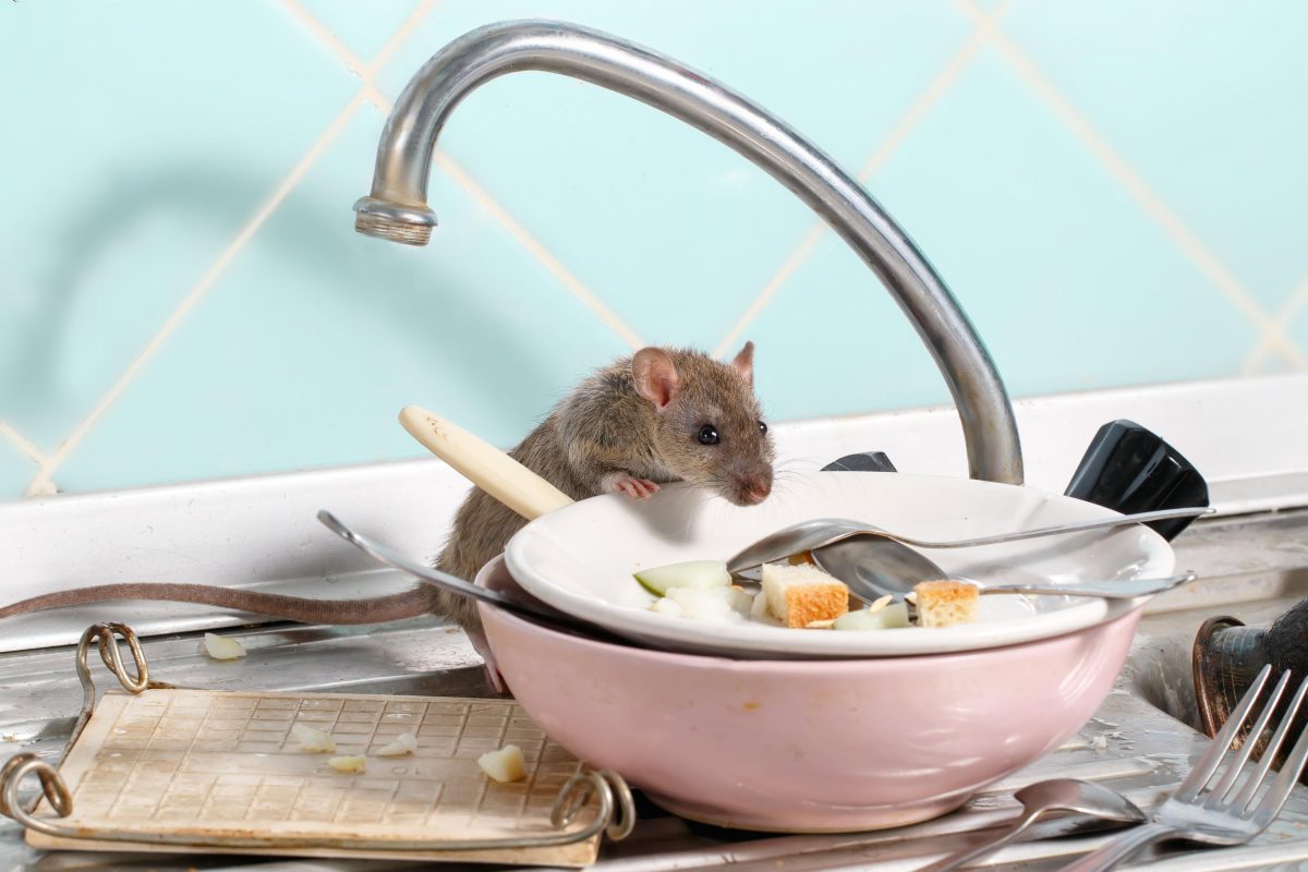 Отрута для мишей та їхні екскременти на кухні: у Кропивницькому районі зупинили роботу шкільної їдальні