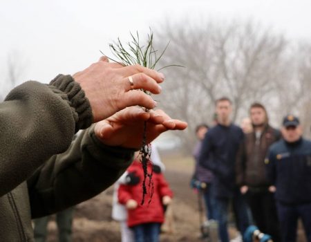 Як Кіровоградщина долучилася до висадження мільярда нових дерев в Україні. ФОТО