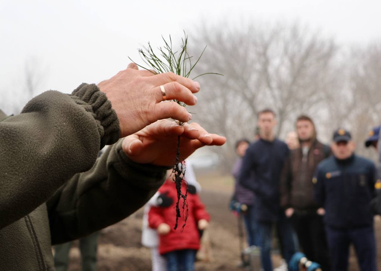 Як Кіровоградщина долучилася до висадження мільярда нових дерев в Україні. ФОТО