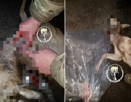 На Кіровоградщині відкрили кримінальну справу на мисливця, який вбив козулю. ФОТО