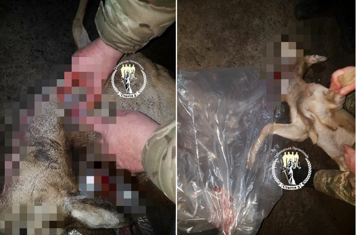 На Кіровоградщині відкрили кримінальну справу на мисливця, який вбив козулю. ФОТО