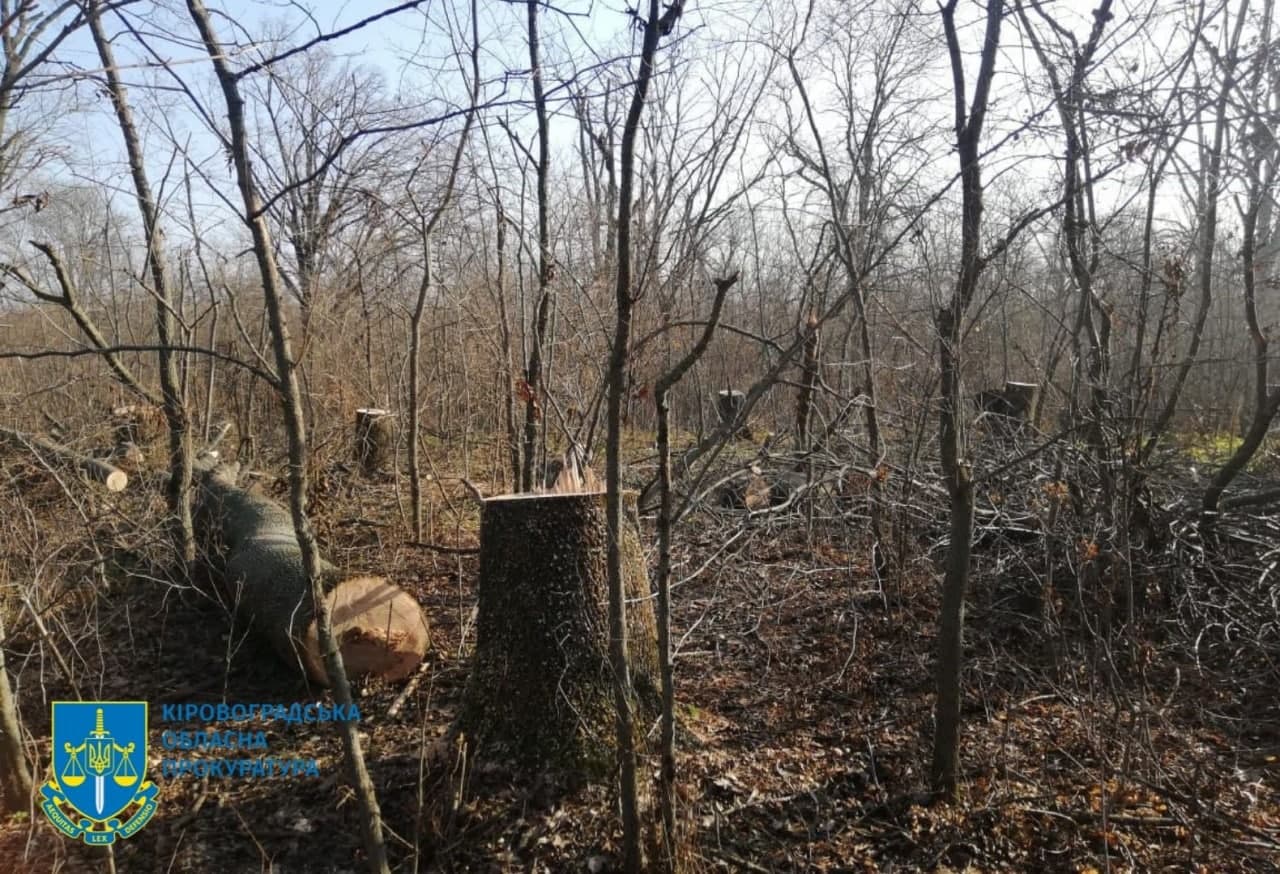У Новоукраїнському районі місцевий житель знищив дерева цінних порід. ФОТО