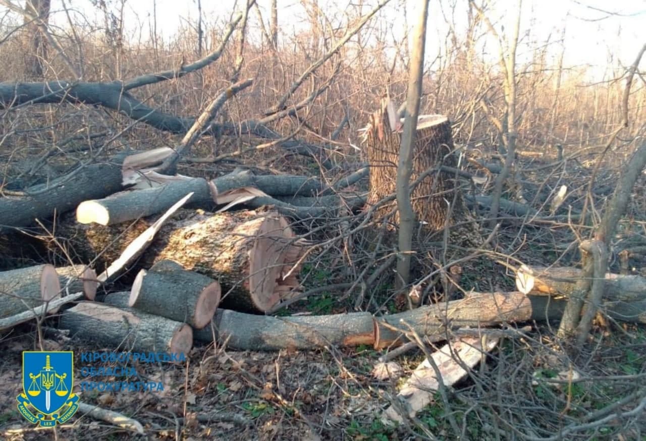У Новоукраїнському районі місцевий житель знищив дерева цінних порід. ФОТО