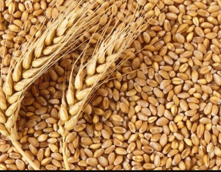 На Кіровоградщині директора підприємства підозрюють у тому, що продав чуже зерно з елеватора