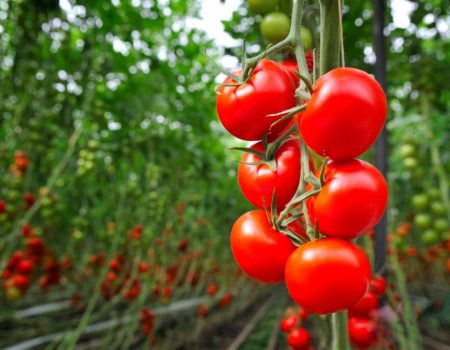 Голова облради заявив, що Кіровоградщина може збільшити частку овочівництва